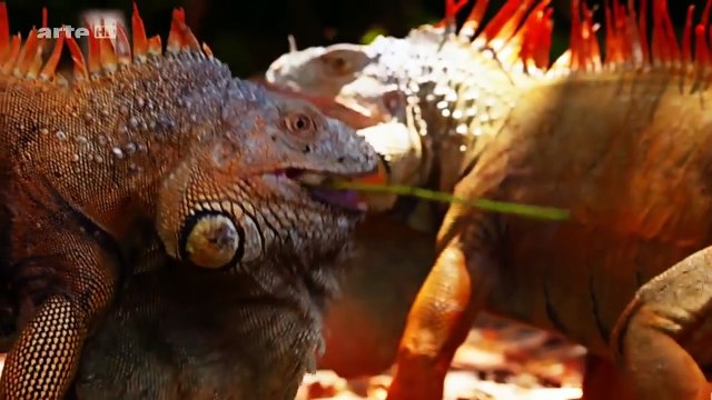 doku 2017 deutsch neu ★Der Karibik Jäger ★das ultimative Raubtier Doku