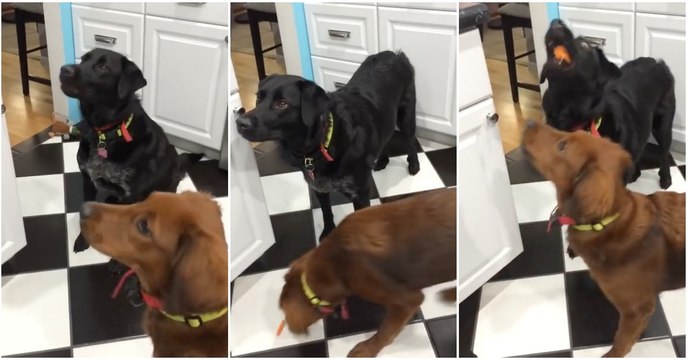 Quando um cão não aprecia de todo um petisco e tem um amigo que malha tudo...