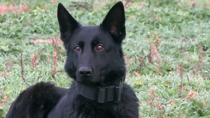 Minensuchhunde entdecken auch Prostatakrebs