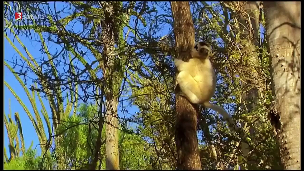 DOKU Madagaskar In den Wäldern der Lemuren Neu HD
