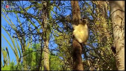 DOKU Madagaskar In den Wäldern der Lemuren Neu HD