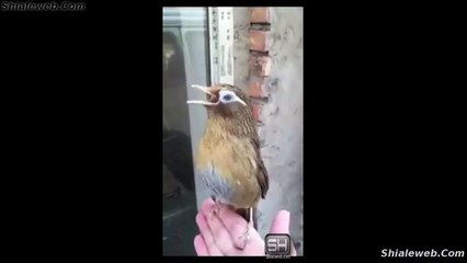 PAJARO SAUCE Su Mejor Canto Sorprende A Todos Con Su Cantar