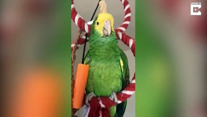 Affamé ce perroquet demande de la glace tout le temps !! "Ice Cream"