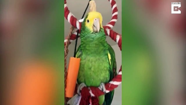 Affamé ce perroquet demande de la glace tout le temps !! Ice Cream