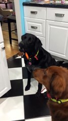 Ce chien n'arrive pas à manger des mini-carottes !! LOL