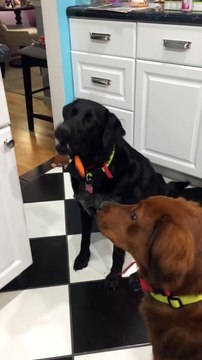 Ce chien n'arrive pas à manger des mini-carottes !! LOL
