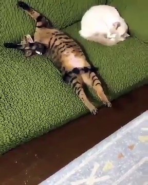 Existen dos tipos de gatos muy diferentes.....