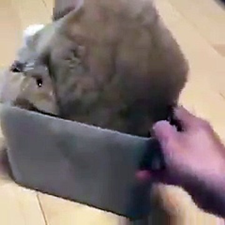 La elasticidad de un gato......