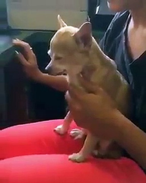 Perro no quiere que paren de rascarle....