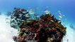 Diving a Blue Hole with Stuart Cove's Dive Bahamas
