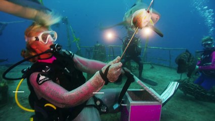 Popular Shark Myths Debunked