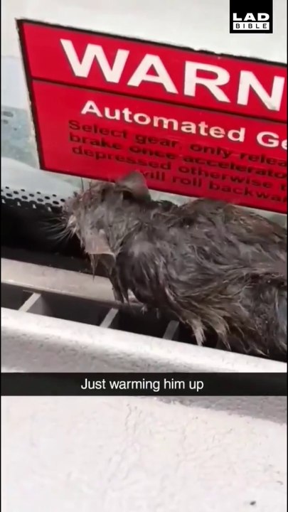 Ces ouvriers trouvent un rat frigorifié et le réchauffent dans leur camion