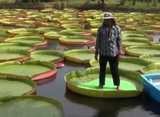 Ces nénuphars sont tellement gros que cet homme peut se tenir debout sur les feuilles
