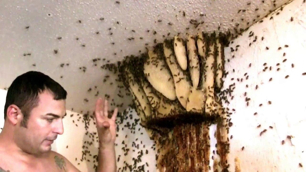 Il retire un nid d'abeille énorme torse nu sans craindre les piqûres d'abeilles!