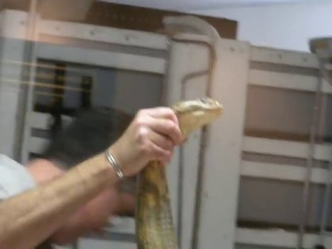 Regardez comment se déroule l'extraction de venin sur un cobra royal