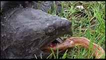 Epic Battle : King cobras vs turtle aligator vs Lizard vs Bird vs mongoose