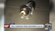 Dog disappears from grooming salon in Mesa