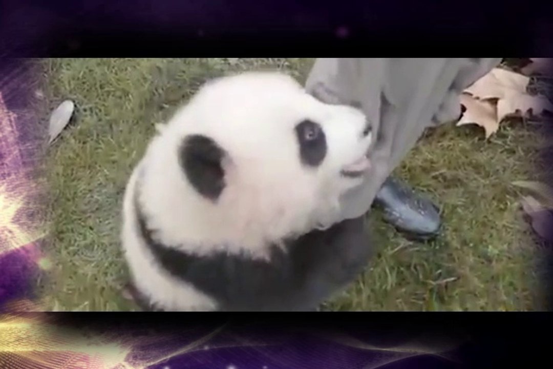 Adorable panda