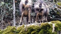 Orman ve Su İşleri Bakanlığı tarafından korunan Çengel Boynuzlu Dağ Keçileri’nin sayısı her geçen zaman artıyor