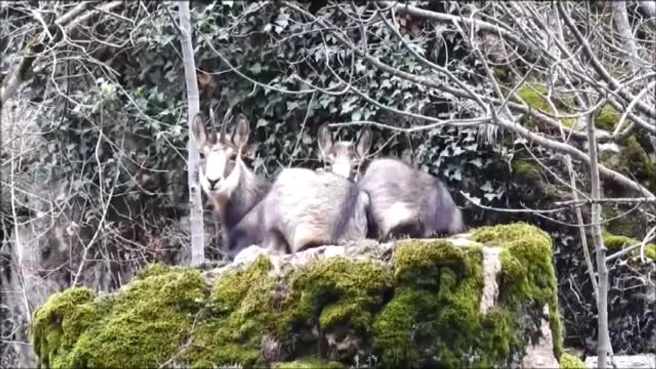 Çengel Boynuzlu Dağ Keçisi Sayısı Artıyor - Gümüşhane
