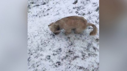 Dog gets excited after seeing its first snowfall