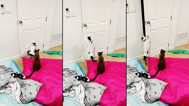 Un chat qui sait comment ouvrir des portes