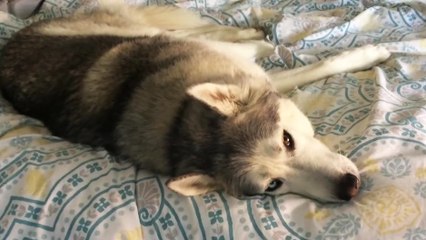 Un Husky ne veut pas sortir du lit