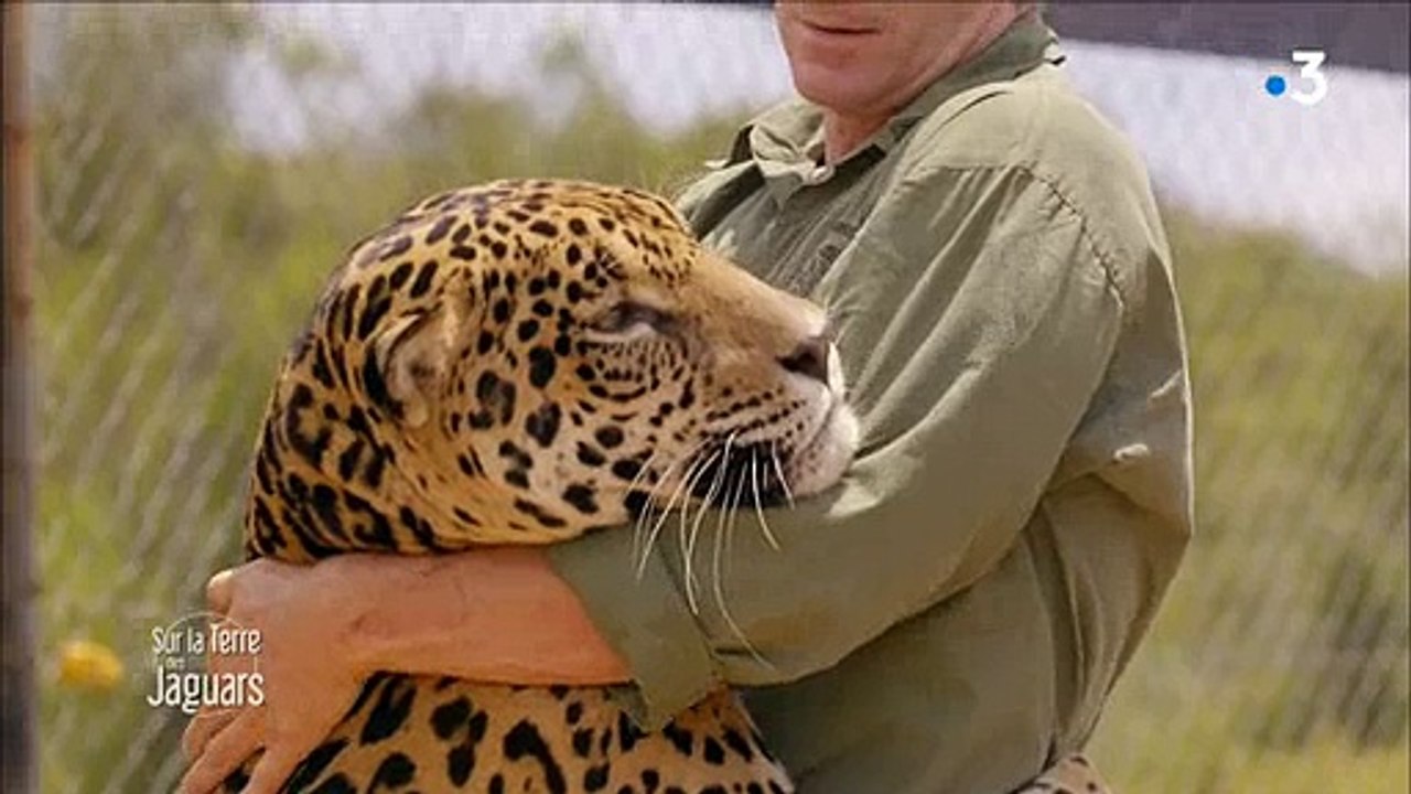 L'incroyable séance de câlins entre un homme et.... un jaguar hier sur France 3 ! Regardez