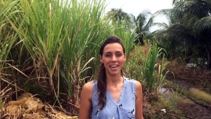 Nous ne sommes jamais loin d'une distillerie en Martinique