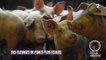 Faune - Des élevages de porcs plus écolos