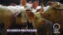 Faune - Des élevages de porcs plus écolos