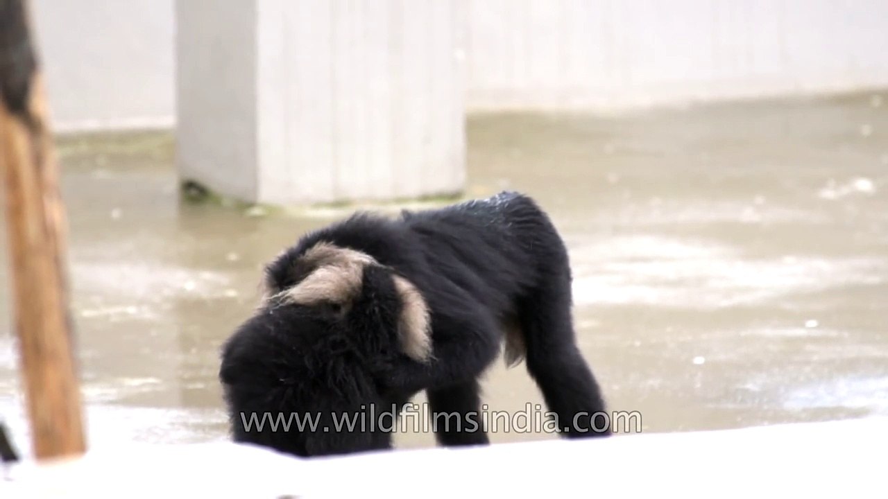 Lion-tailed Macaques playing around