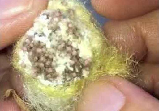 Nephila Edulis Babies Moving in Their Egg Sac