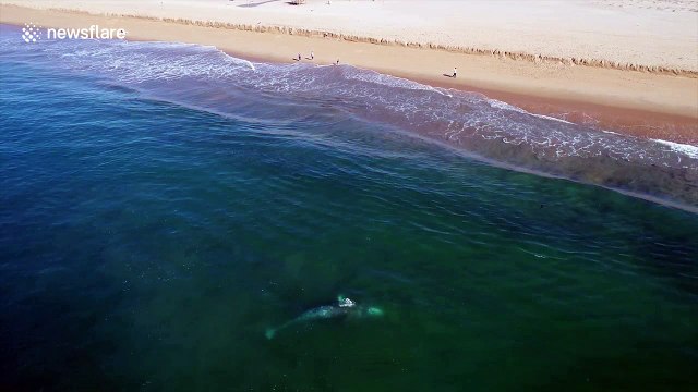 Amazing moment gray whale rolls around incredibly close to California beach