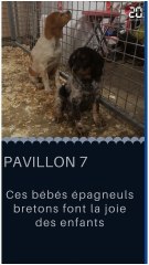 Les animaux mignons du Salon de l'Agriculture