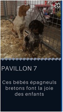Les animaux mignons du Salon de l'Agriculture