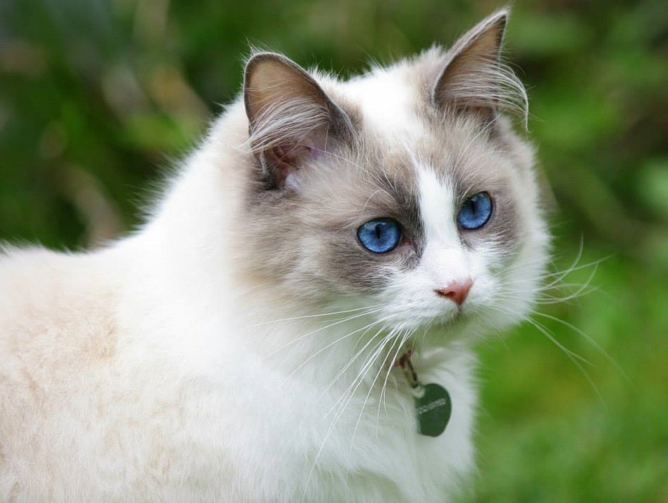 Les animaux au plus beau pelage du monde