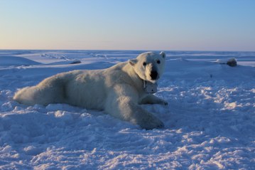 C'est la journée internationale de l'ours polaire