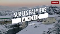 Sur les palmiers, la neige !