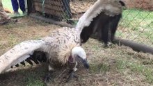 Near-Paralyzed Vulture Makes Miraculous Recovery in South Africa