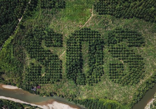 Artists Chop Trees to Spell 'SOS' to Highlight Indonesia's Deforestation Issue