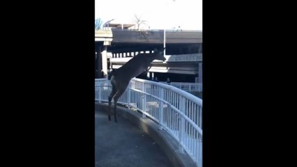 Une biche saute dans une rivière à Louisville