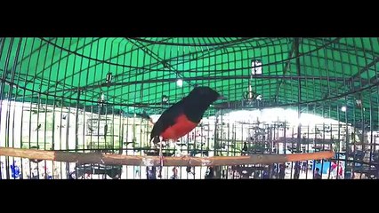 BRANDY WATCH : Papah Hancur Nak! KONDANGAN Lagi Lomba Burung Murai Batu, Dijual Saja