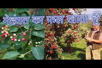 मेहनत का फल खाता हूँ Mehnat Ka Fal Khaata Hoon