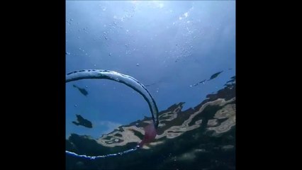 Une méduse se retrouve piégée dans une bulle d'air... Trop mignon