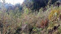 Denuncian plantación eucaliptos en un robledal por incumplir la ordenanza de Piloña, Asturias