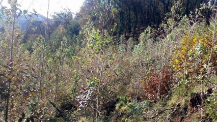 Denuncian plantación eucaliptos en un robledal por incumplir la ordenanza de Piloña, Asturias