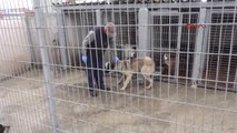Edirne Köpeğini Araca İple Bağlayıp Sürükleyen Sürücüye Bin 370 Lira Ceza