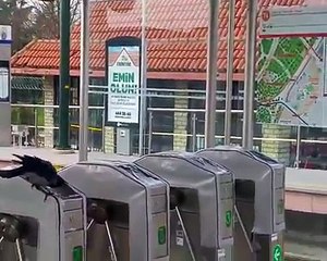 Acemikamera video sitesi - Akbil kontrol