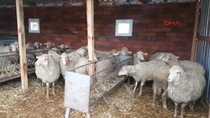 Çanakkale'de Şap Hastalığı Nedeniyle 43 Köy Karantinaya Alındı